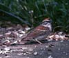 bf_birdchippingsparrow1.jpg
